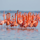 Illustration for article titled Never trust a really pink flamingo